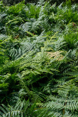 Cespuglio di felce nel bosco