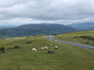 Obraz premium Sheep in hills of England and Wales in the summertime.UK