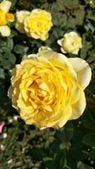 yellow rose in garden