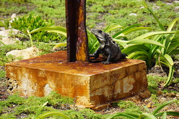 Iguana resting on a scultpure in Punta Sur, Isla Mujeres