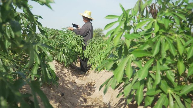 Smart woman farmer holding tablet standing in cassava field for checking her cassava field. Agriculture and smart farmer success concept. footage b roll scene video 4k.