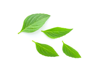Fototapeta premium Tree leaves isolated on white background