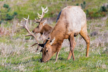 Naklejka na ściany i meble Close up of male Tule elk (Cervus canadensis nannodes) grazing on the grasslands of Point Reyes National Seashore, Pacific Ocean shoreline, California; Tule elk are endemic to California