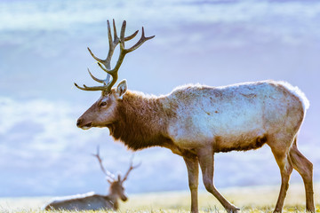 Close up of male Tule elk (Cervus canadensis nannodes) grazing on the grasslands of Point Reyes National Seashore, Pacific Ocean shoreline, California; Tule elk are endemic to California