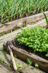 Gardening background. Young fresh parsley seedling on a garden bed. Agricultural
