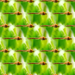 Seamless abstract natural background with flying dragonflies