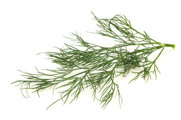 Fresh green dill herb branch