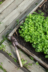 Gardening background. Young fresh parsley seedling on a garden bed. Agricultural