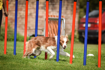Redmerle border collie is running on czech agility competition slalom. Prague agility competition...
