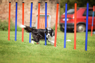 Dog, border collie in agility. Amazing evening, Hurdle having private agility training for a sports competition - obrazy, fototapety, plakaty
