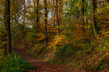 Natural forest in autumn, Eifel National Park.