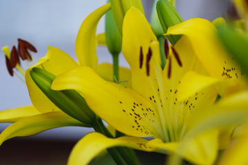 The world of insects and flowers in gentle colors