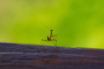 Little strange predatory insect is about to hunt