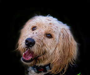 Photos of cockapoo pet dog