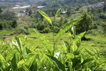 Tea leaf in the tea garden 