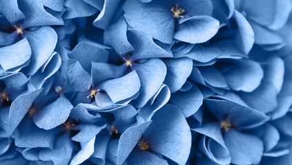Close up van blauwe vlas bloemen bos