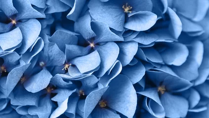 Velours gordijnen Blauw Close up van blauwe vlas bloemen bos