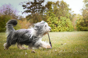 Border collie is playing in the park. They keep toy very strong.
