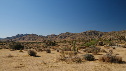 Fototapeta na wymiar joshua trees in the desert of california