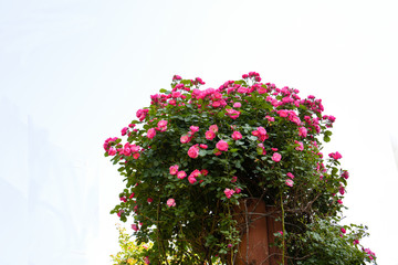 flowers on white background