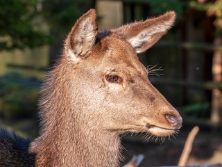 Free living fallow deer in real Bavarian landscape