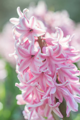 Pink hyacinth orientalis flower in the garden