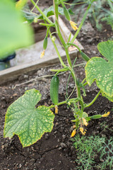 Cucumbers in a garden in village. Scourge of green ripe cucumbers on grid. bed of cucumbers in open air. One cucumber on a bush. Cucumber on the background of the garden.
