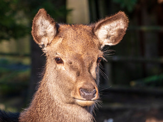 Free living fallow deer in real Bavarian landscape
