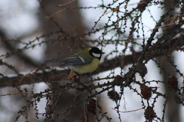 Naklejka premium great tit on branch