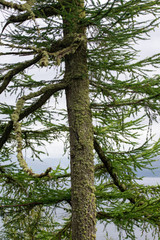 Tronco di pino con muschio nella foresta