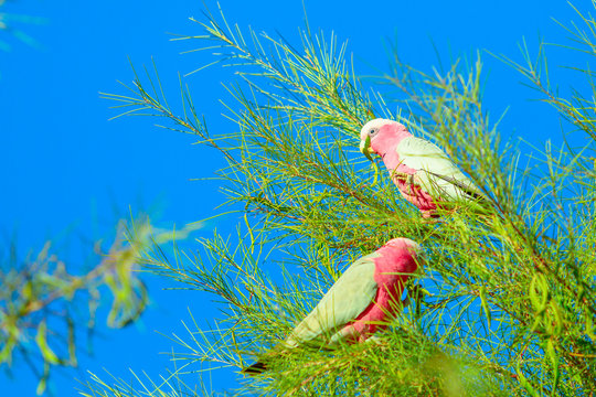 Two Australian Princess Parrot Polytelis alexandrae on a tree branch against the blue sky. Desert Park at Alice Springs near MacDonnell Ranges in Northern Territory, Central Australia.