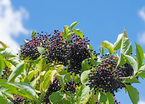 Reife Holunderbeeren am Strauch