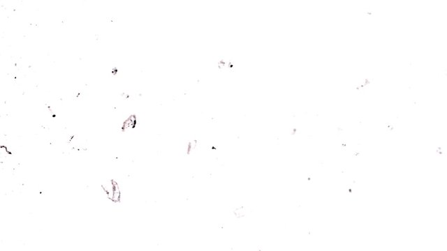 Super slow motion of shattered glass on white background. Filmed on high speed cinema camera, 1000 fps.
