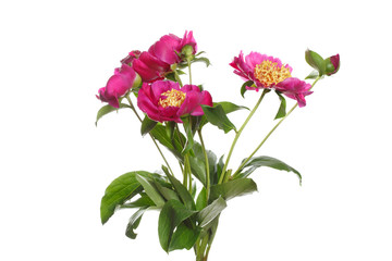 Bouquet of bright pink peonies Isolated on a white background.