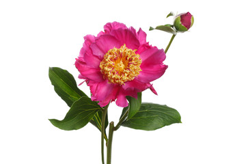 Bright pink peony flower with a bud. Isolated on white background.