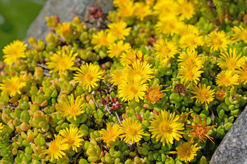 Lesotho Mittagsblume ,Delosperma nubigenum, gelbe Blüten