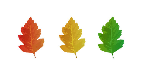 Naklejka na ściany i meble Autumn and summer collection of oak leeves. Oak leaves set