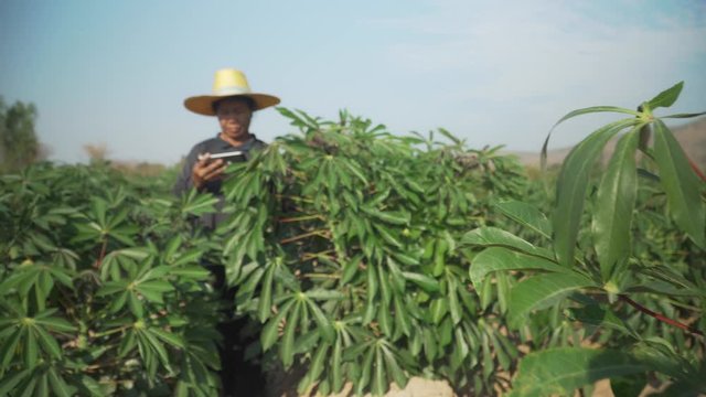 Smart woman farmer holding tablet standing in cassava field for checking her cassava field. Agriculture and smart farmer success concept. footage b roll scene video 4k.