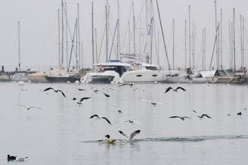Vol de mouettes sur le lac 