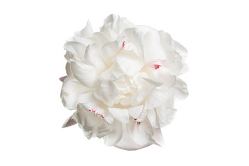 Gentle light peony flower with pink speckle isolated on white background.