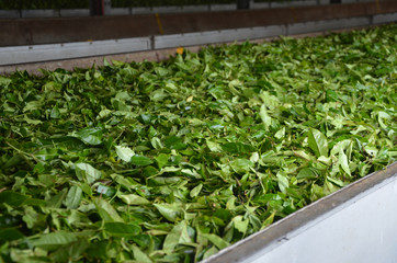 Tea leaves withering process in tea factory in Sri Lanka.