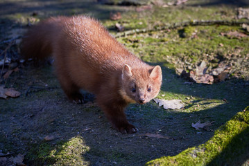 European Pine Marten Closeup (Marten Marten) 