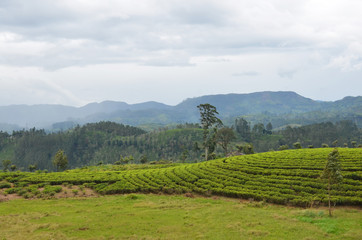 Fototapeta na wymiar Local Ceylon Tea plantation at Nuwara Eliya, Sri lanka.