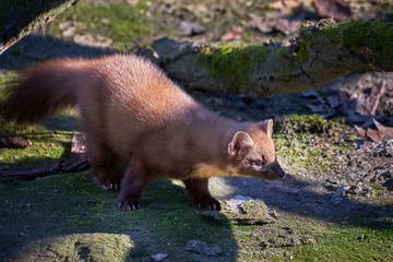 European Pine Marten (Marten Marten)