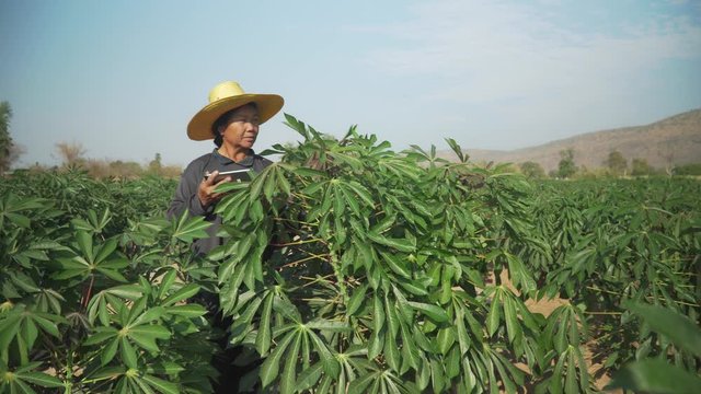 Smart woman farmer holding tablet standing in cassava field for checking her cassava field. Agriculture and smart farmer success concept. footage b roll scene video 4k.