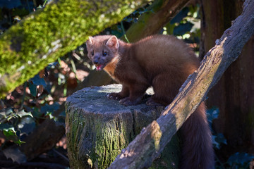 European Pine Marten (Marten Marten) on a Tree Trunk