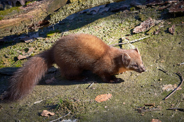 European Pine Marten (Marten Marten)