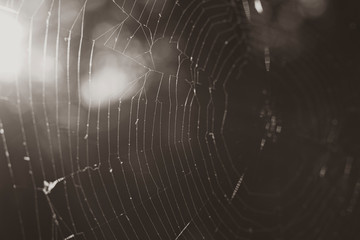 Details of a spider web in black and white, light haze, sepia photo, sun rays, lens flare, dark photo