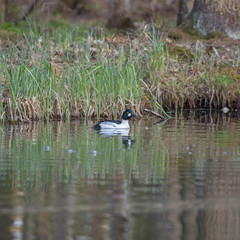 The common goldeneye (Bucephala clangula) is a medium-sized sea duck of the genus Bucephala, the goldeneyes. Common Goldeneye, bucephala clangula.