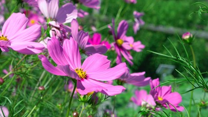 Fototapeta premium pink flowers in the garden